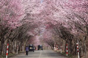 【過去分】2022年のオオヤマザクラ桜並木開花状況