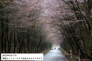 岩木山麓の桜（オオヤマザクラ・ソメイヨシノ）開花状況[2023年4月17日時点]