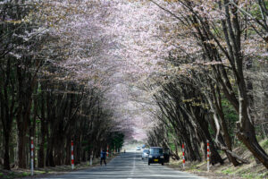 岩木山麓の桜（オオヤマザクラ・ソメイヨシノ）開花状況[2023年4月20日時点]