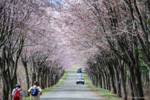岩木山麓の桜（オオヤマザクラ・ソメイヨシノ）など開花状況[2023年4月25日時点]