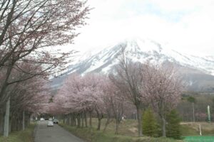 岩木山麓の桜（オオヤマザクラ・ソメイヨシノ）開花状況[2023年4月19日時点]