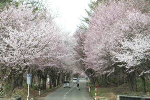 岩木山麓の桜（オオヤマザクラ・ソメイヨシノ）開花状況[2023年4月18日時点]