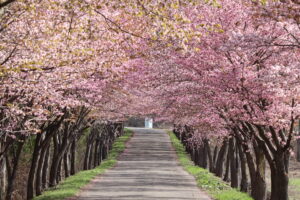 岩木山麓の桜（オオヤマザクラ・ソメイヨシノ）など開花状況 [2024年4月28日時点]