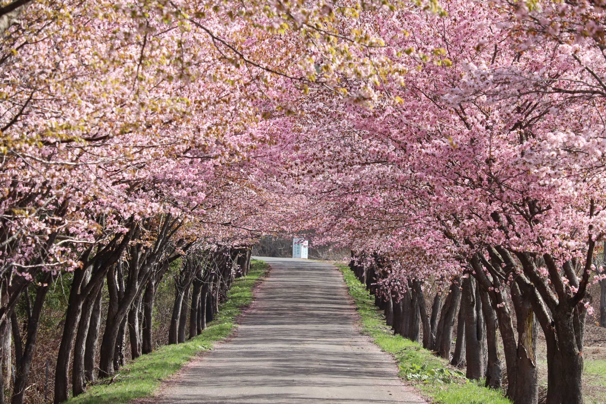 岩木山麓の桜（オオヤマザクラ・ソメイヨシノ）など開花状況