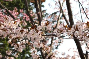 岩木山麓の桜（オオヤマザクラ・ソメイヨシノ）など開花状況 [2024年4月29日] 2024最終回