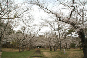 岩木山麓の桜（オオヤマザクラ・ソメイヨシノ）など開花状況 [2024年4月24日時点]