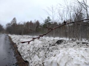 【開花前】岩木山の桜並木 開花状況（2025年4月14日）