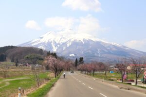 【開花前】岩木山の桜並木 開花状況（2025年4月21日）