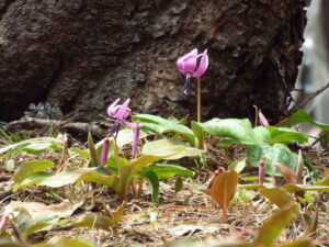 【開花前】岩木山の桜並木 開花状況（2025年4月24日）