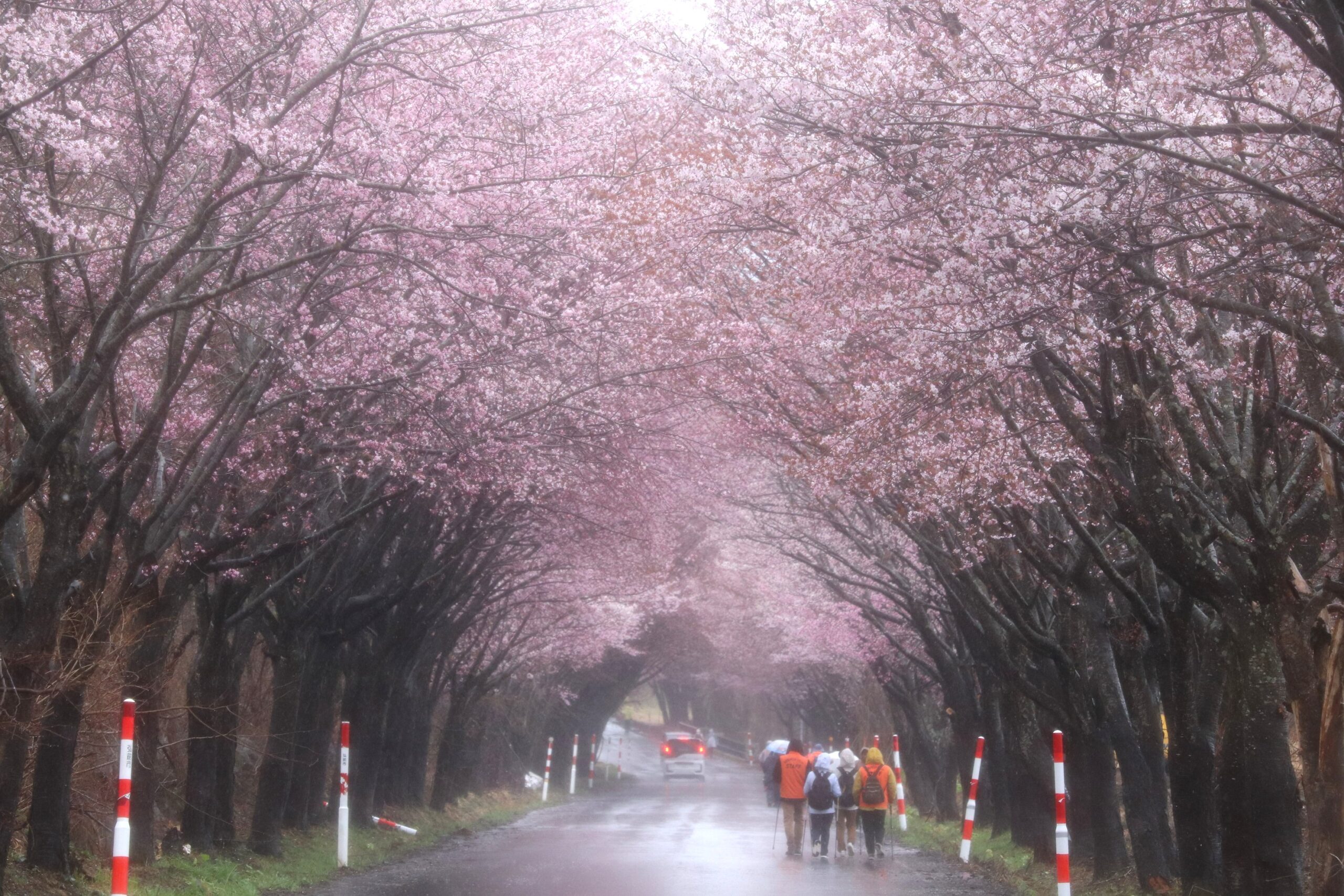 岩木山の桜並木 開花状況（2025年4月29日） - 岩木山観光協会