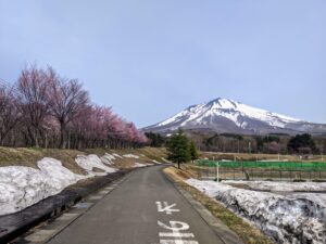 岩木山の桜並木 開花状況（2025年4月27日）