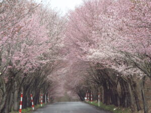 岩木山の桜並木 開花状況（2025年4月30日）