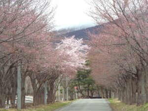 岩木山の桜並木 開花状況（2025年4月25日）