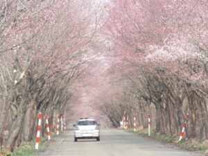 岩木山の桜並木 開花状況（2025年4月26日）