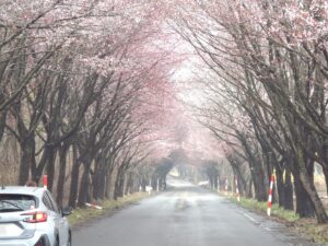 岩木山の桜並木 開花状況（2025年4月28日）