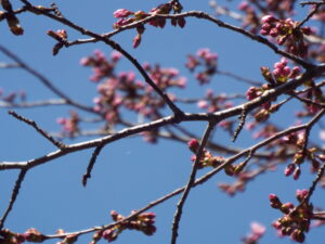 【開花前】岩木山の桜並木 開花状況（2025年4月22日）
