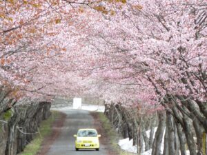 【最終回】岩木山の桜並木 開花状況（2025年5月5日）