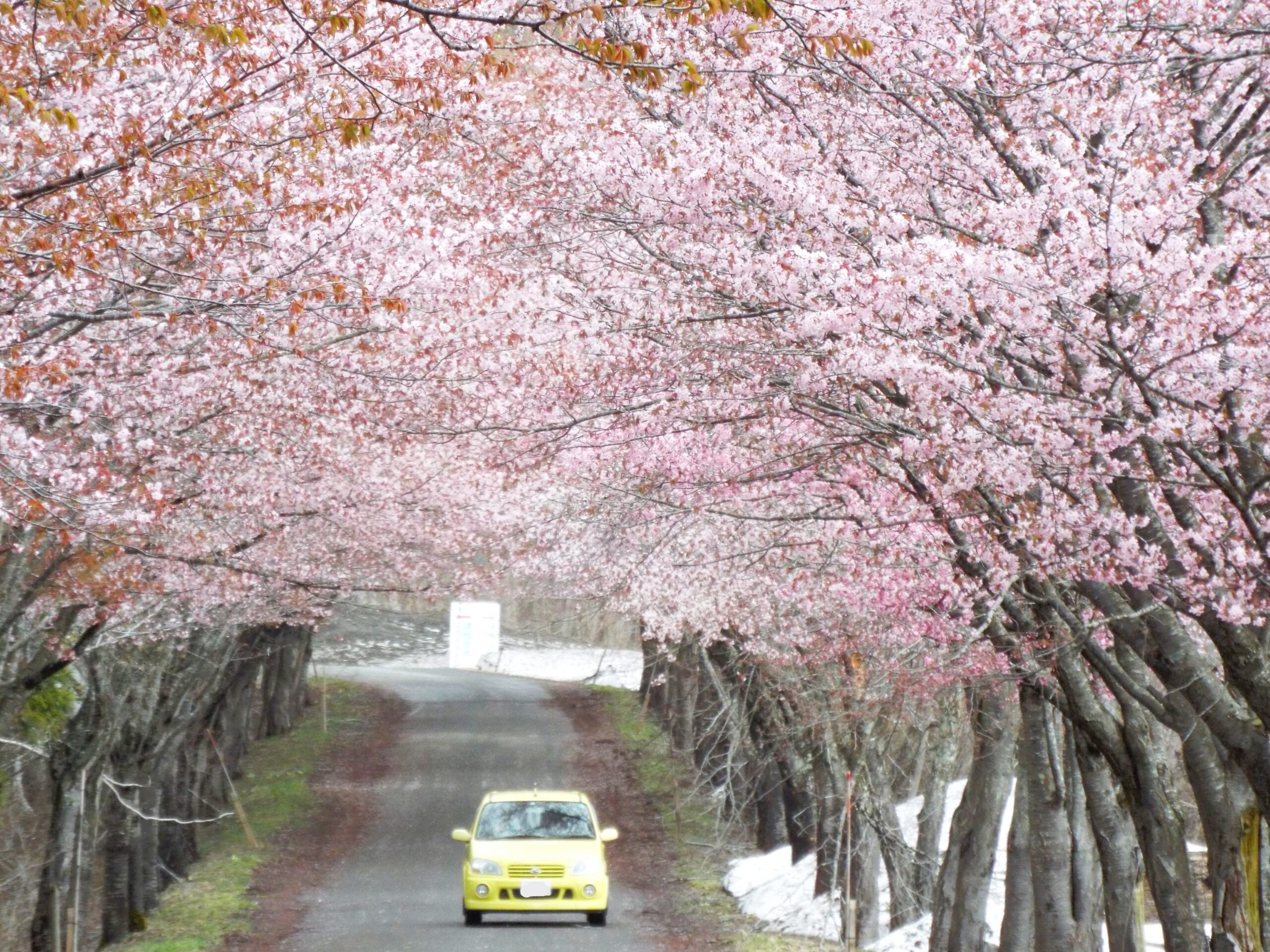 桜並木 最終回】岩木山の桜並木 開花状況（2025年5月5日） - 岩木山観光協会