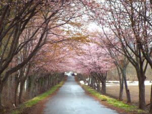岩木山の桜並木 開花状況（2025年5月4日）