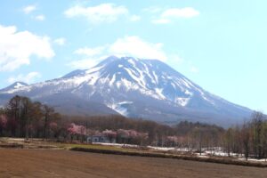 岩木山の桜並木 開花状況（2025年5月3日）