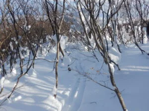 岩木山雪山情報（2026年1月7日現在）