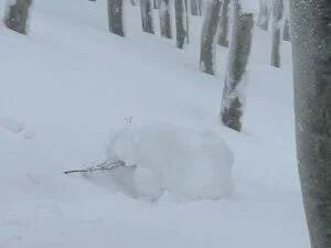 岩木山雪山情報（2026年1月16日現在）