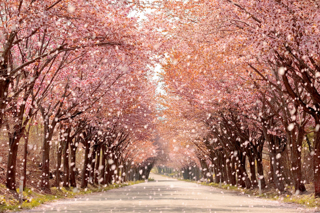 2025岩木の魅力グランプリ作品『零れ桜』