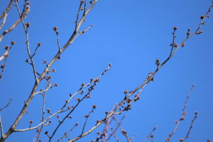 【開花前】岩木山の桜並木 開花状況(2026年4月8日)