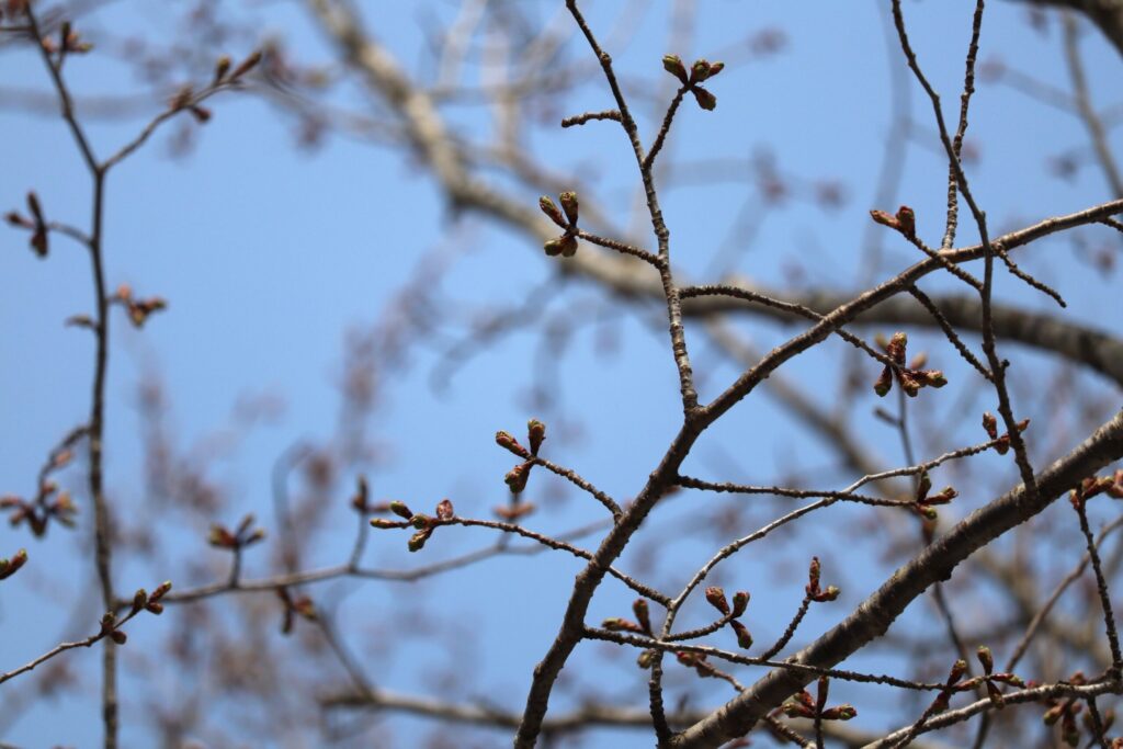 岩木山総合公園付近の桜並木（開花前）2026年4月14日夕方時点