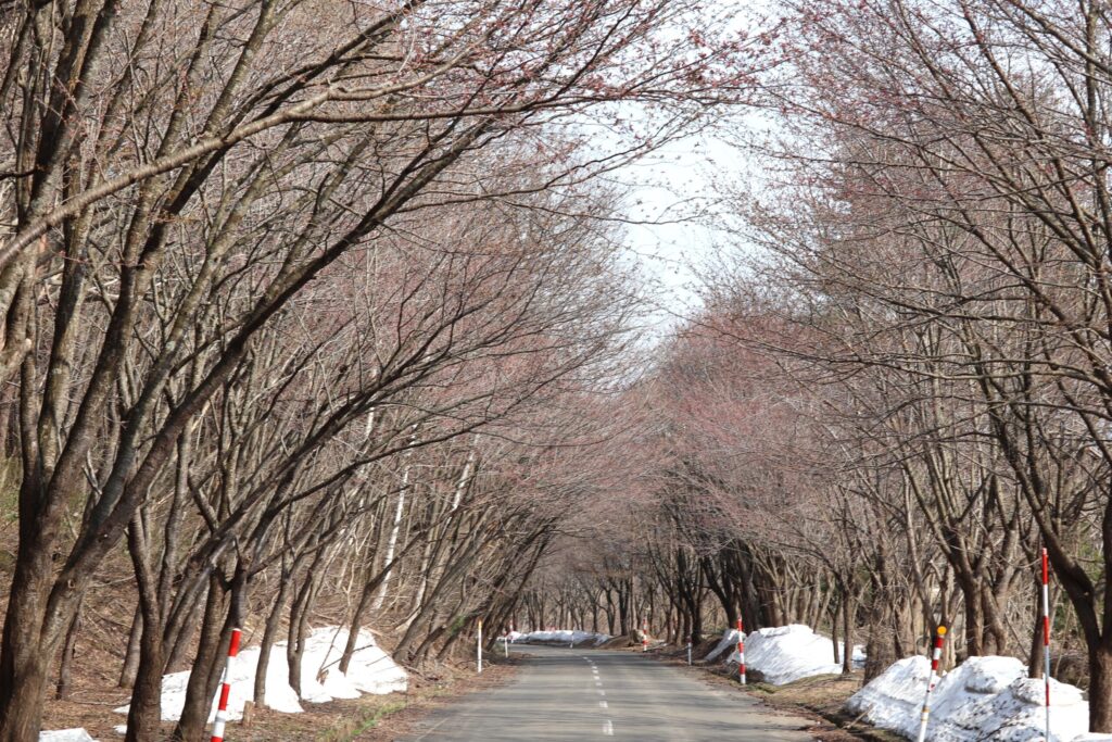 岩木山総合公園付近の桜並木（開花前）2026年4月14日夕方時点