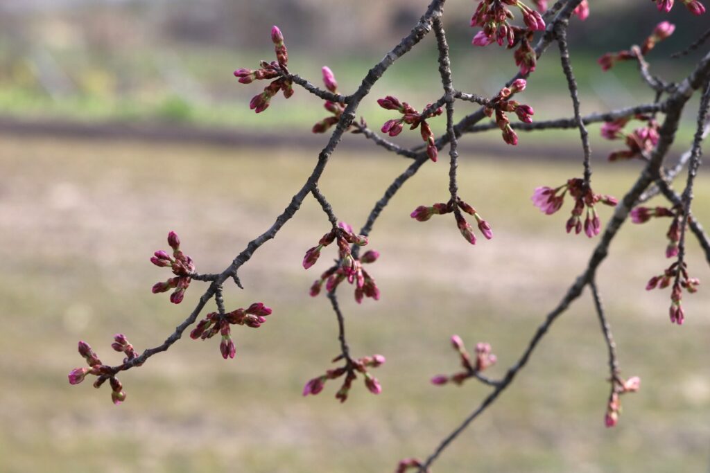 ANEKKO付近のオオヤマザクラ 2026年4月14日夕方時点