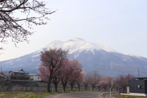 【開花前】岩木山の桜並木 開花状況(2026年4月14日)