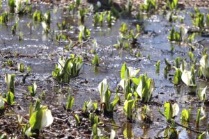 【開花前】岩木山の桜並木 開花状況(2026年4月16日)