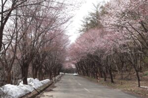 岩木山の桜並木 開花状況（2026年4月17日）