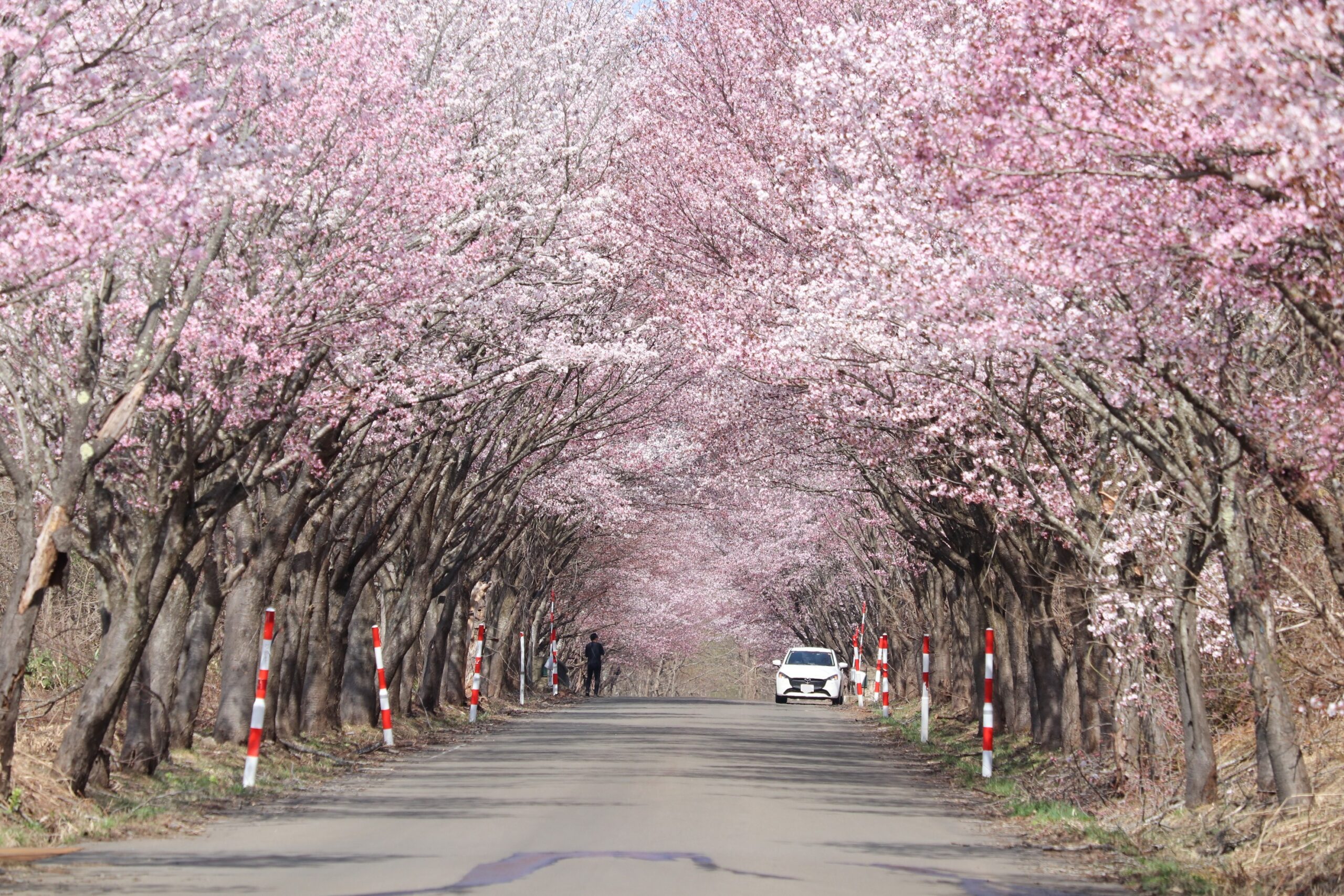岩木山の桜並木 開花状況（2026年4月20日） - 岩木山観光協会