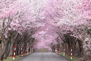 岩木山の桜並木 開花状況（2026年4月21日）