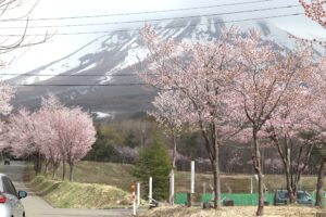 岩木山の桜並木 開花状況（2026年4月22日）