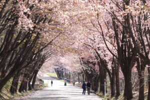 岩木山の桜並木 開花状況（2026年4月24日）