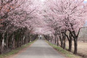 岩木山の桜並木 開花状況（2026年4月27日）