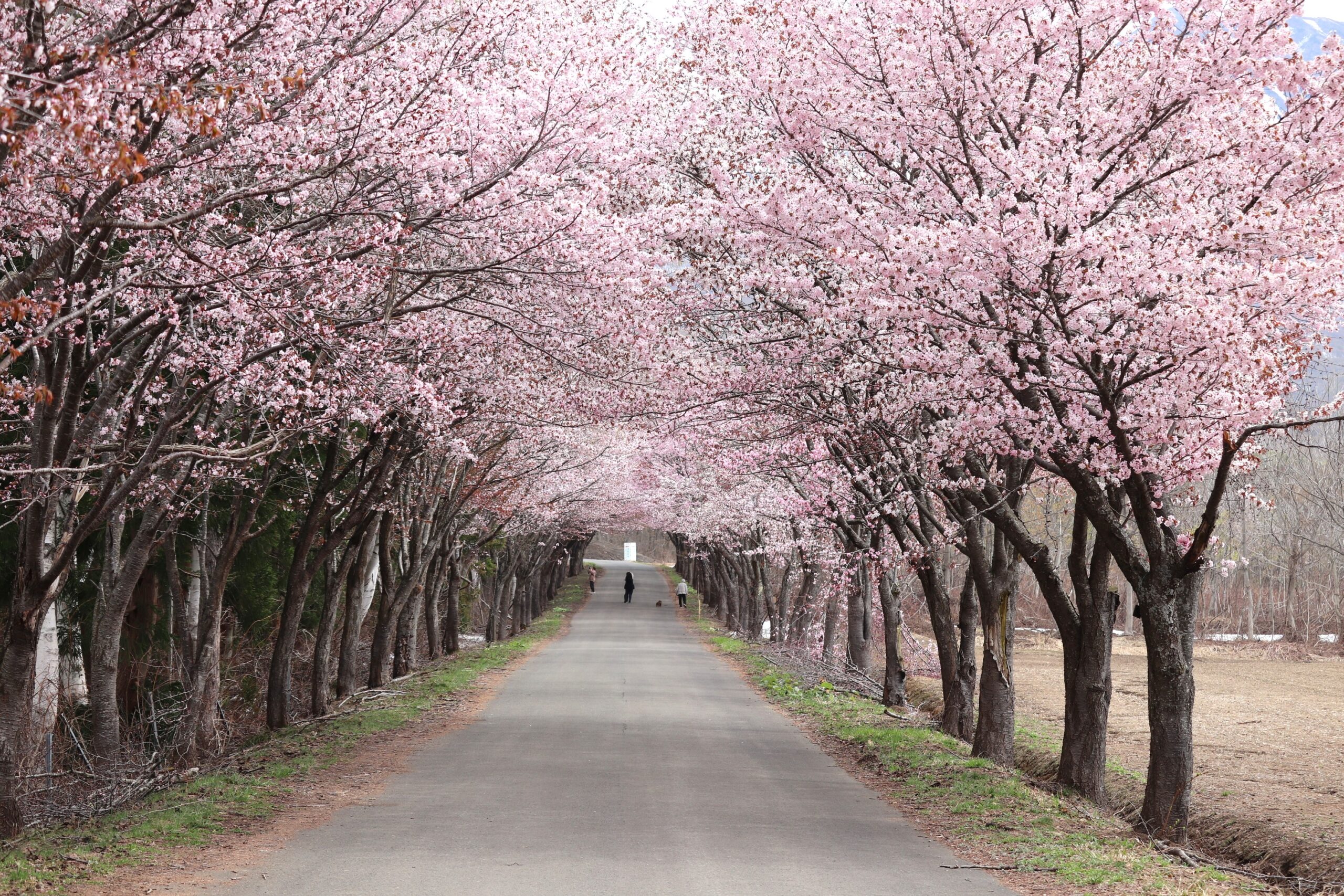 岩木山の桜並木 開花状況（2026年4月27日） - 岩木山観光協会
