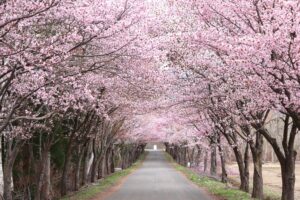 岩木山の桜並木 開花状況（2026年4月28日）