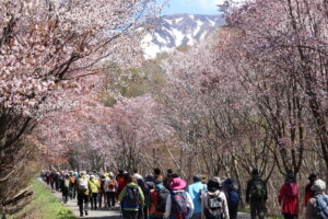 岩木山の桜並木 開花状況（2026年4月29日）