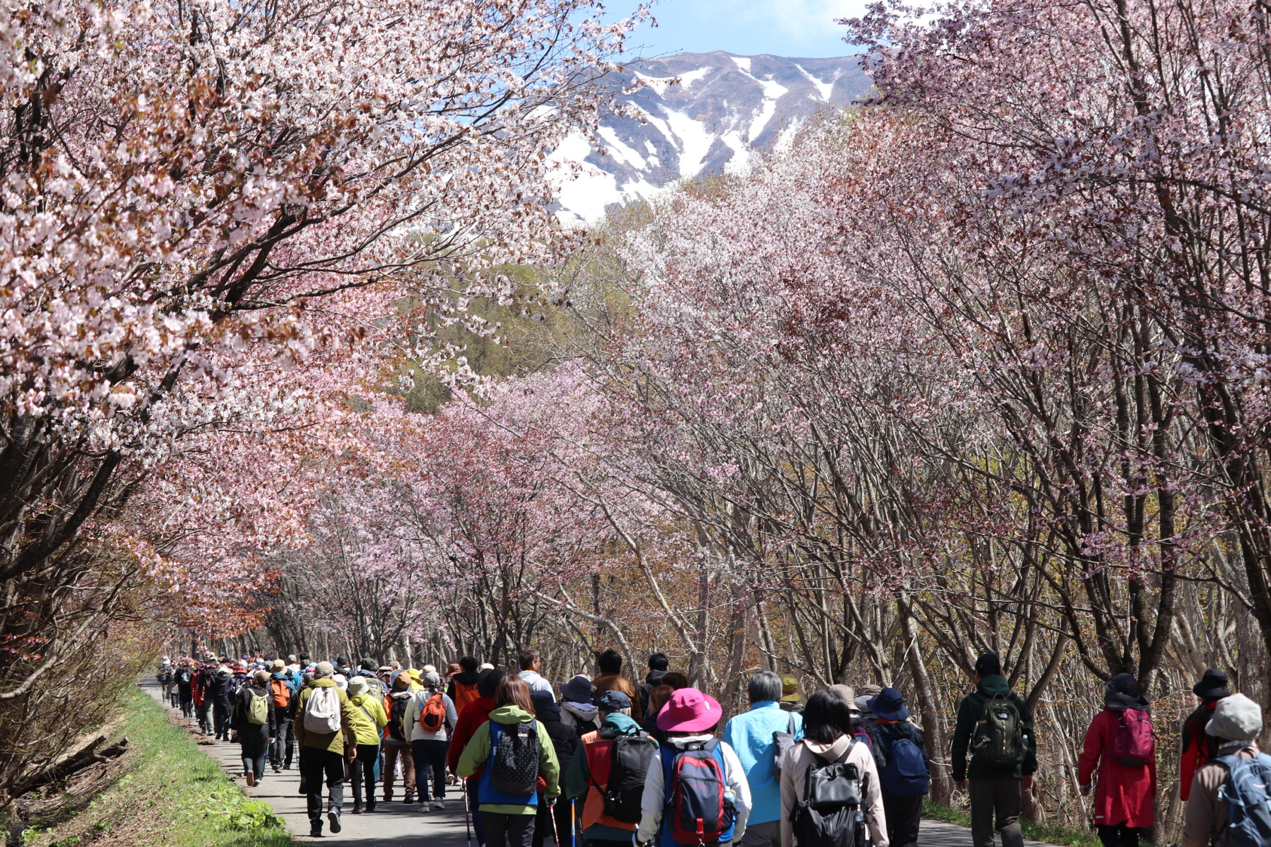 岩木山の桜並木 開花状況（2026年4月29日） - 岩木山観光協会