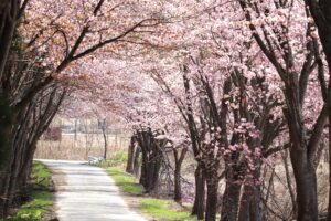 岩木山の桜並木 開花状況（2026年4月30日）