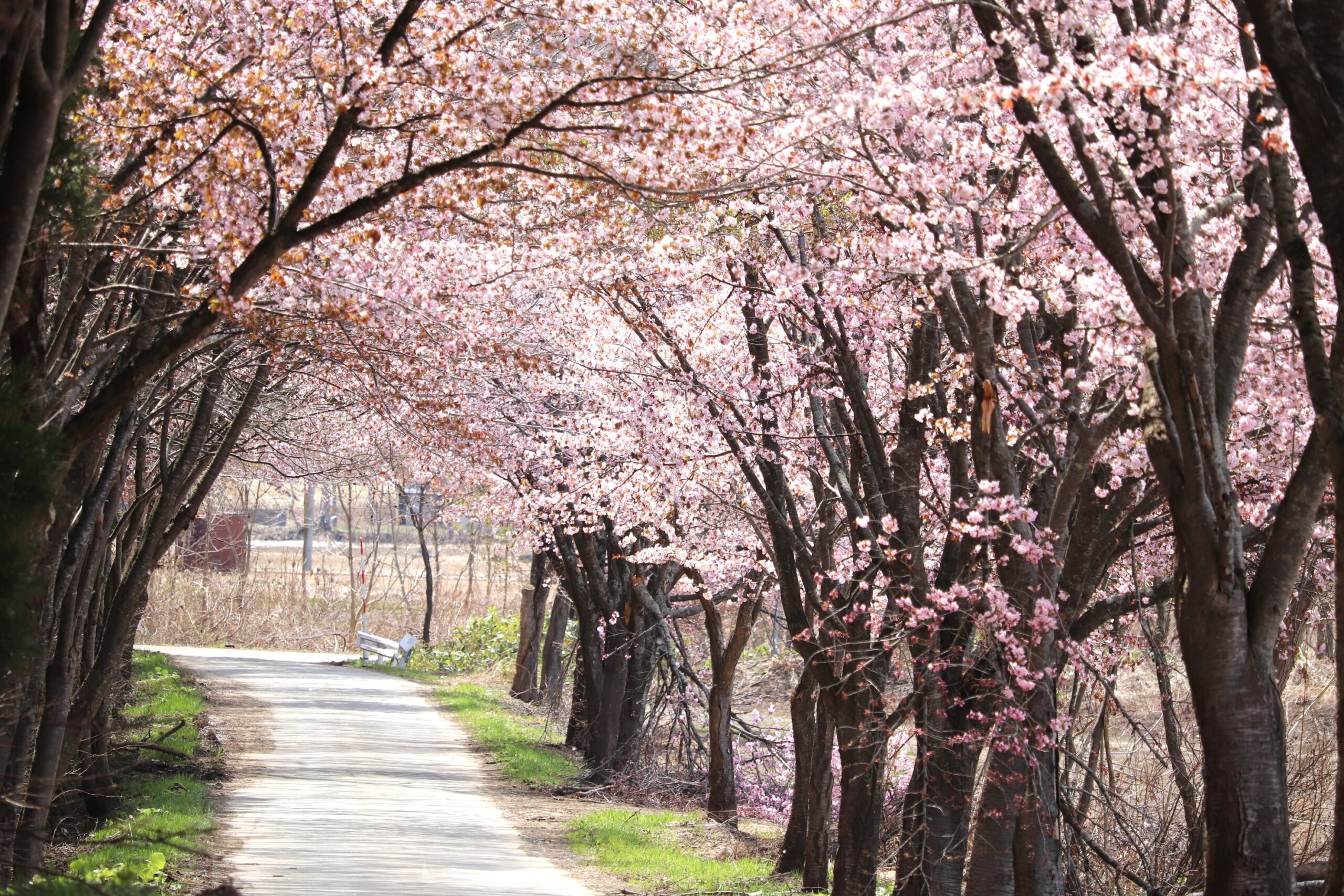 【分岐する風景】#001 岩木山の桜並木 開花状況（2026年4月30日） - 岩木山観光協会