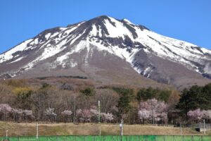 岩木山の桜並木 開花状況（2026年4月25日）