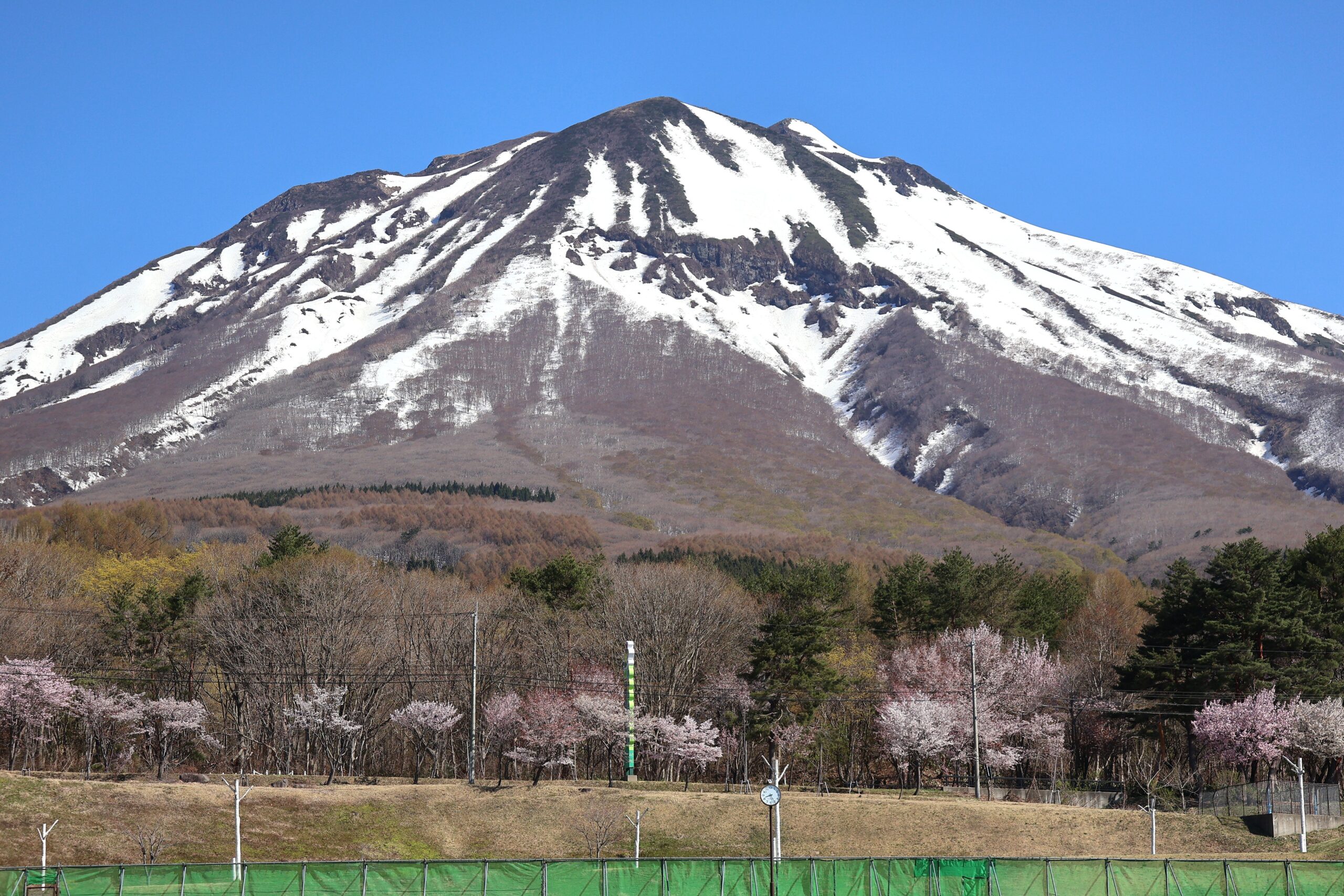 岩木山の桜並木 開花状況（2026年4月25日） - 岩木山観光協会