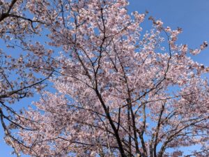 岩木山の桜並木 開花状況（2026年4月23日）