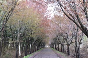 【2026最終回】岩木山の桜並木 開花状況（2026年5月2日）
