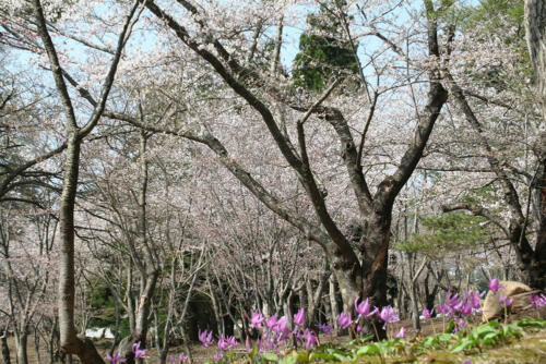 桜林公園の桜とカタクリ
